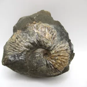 Genuine Cretaceous Age Scaphites Ammonite Fossil For Sale from South Dakota #14