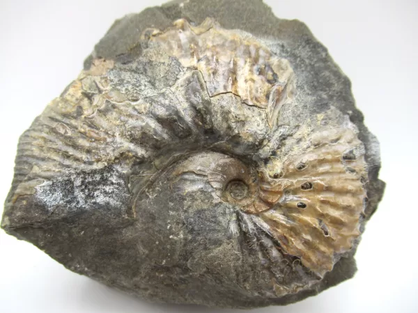 Genuine Cretaceous Age Scaphites Ammonite Fossil For Sale from South Dakota #14a