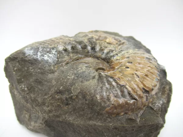 Genuine Cretaceous Age Scaphites Ammonite Fossil For Sale from South Dakota #14b