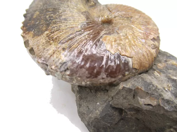 Genuine Cretaceous Age Scaphites Ammonite Fossil For Sale from South Dakota #17d