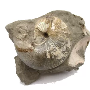 Genuine Cretaceous Age Scaphites Ammonite Fossil For Sale from South Dakota #19