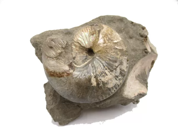 Genuine Cretaceous Age Scaphites Ammonite Fossil For Sale from South Dakota #19