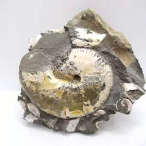 Genuine Cretaceous Age Scaphites Ammonite Fossil For Sale from South Dakota #22