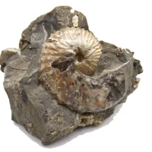 Genuine Cretaceous Age Scaphites Ammonite Fossil For Sale from South Dakota #23