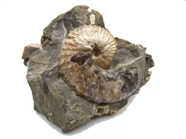 Genuine Cretaceous Age Scaphites Ammonite Fossil For Sale from South Dakota #23