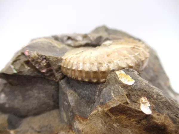 Genuine Cretaceous Age Scaphites Ammonite Fossil For Sale from South Dakota #23d