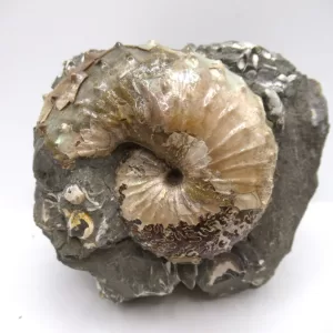 Genuine Cretaceous Age Scaphites Ammonite Fossil For Sale from South Dakota #25