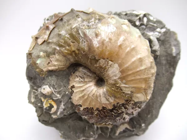 Genuine Cretaceous Age Scaphites Ammonite Fossil For Sale from South Dakota #25a