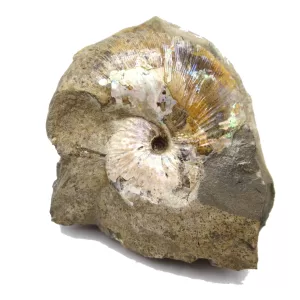 Genuine Cretaceous Age Scaphites Ammonite Fossil For Sale from South Dakota #26