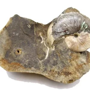 Genuine Cretaceous Age Scaphites Ammonite Fossil For Sale from South Dakota #29