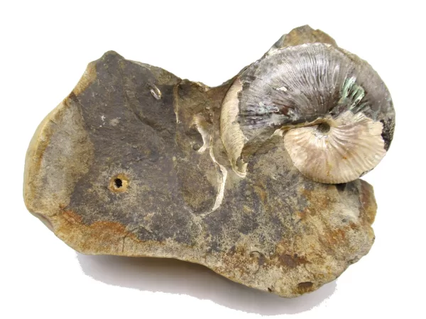 Genuine Cretaceous Age Scaphites Ammonite Fossil For Sale from South Dakota #29