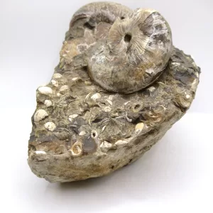 Genuine Cretaceous Age Scaphites Ammonite Fossil For Sale from South Dakota #30