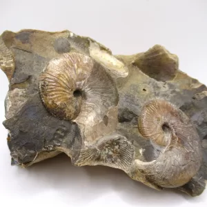 Genuine Cretaceous Age Scaphites Ammonite Fossil For Sale from South Dakota #33