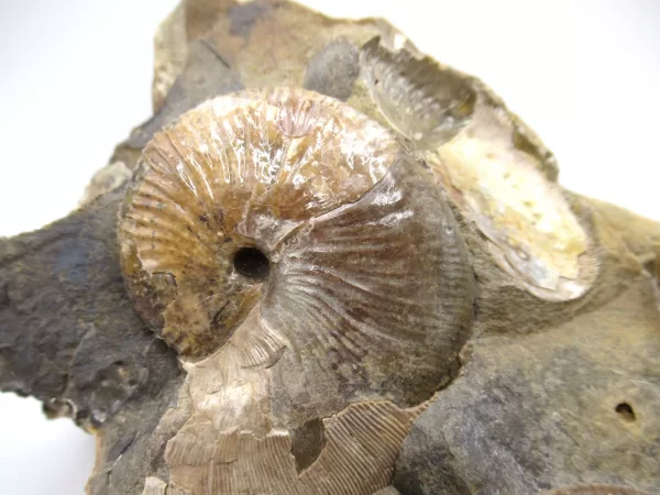 Genuine Cretaceous Age Scaphites Ammonite Fossil For Sale from South Dakota #33b