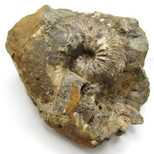 Genuine Cretaceous Age Scaphites Ammonite Fossil For Sale from South Dakota #37