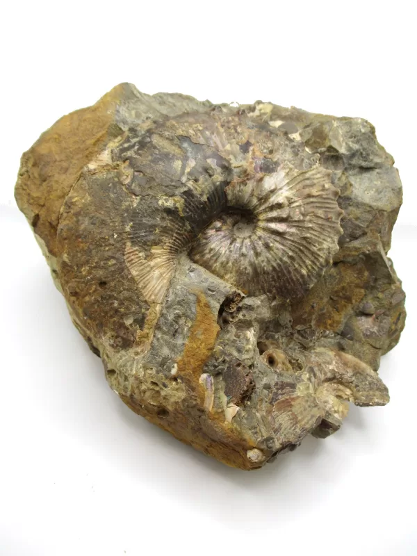 Genuine Cretaceous Age Scaphites Ammonite Fossil For Sale from South Dakota #37