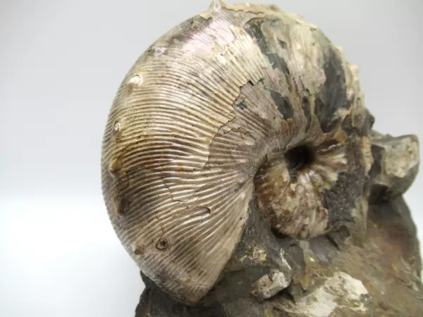 Genuine Cretaceous Age Scaphites Ammonite Fossil For Sale from South Dakota #39d