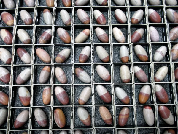 Genuine Shiva Lingam Metaphysical Stones For Sale