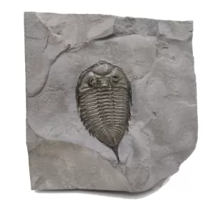 Genuine Silurian Age Dalmanites Trilobite Fossil for Sale from New York #1