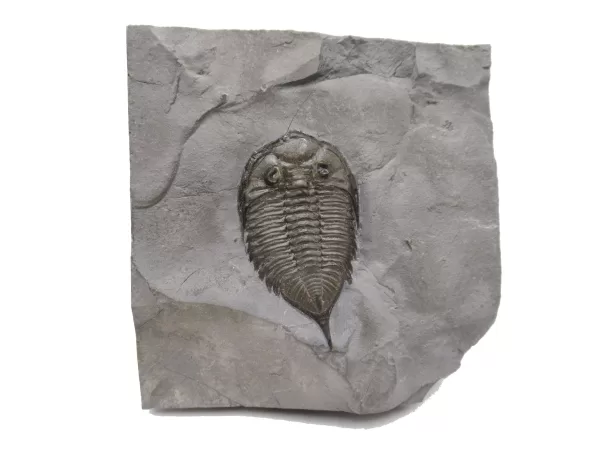 Genuine Silurian Age Dalmanites Trilobite Fossil for Sale from New York #1