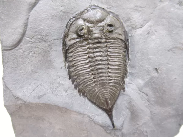 Genuine Silurian Age Dalmanites Trilobite Fossil for Sale from New York #1a