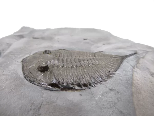 Genuine Silurian Age Dalmanites Trilobite Fossil for Sale from New York #1b