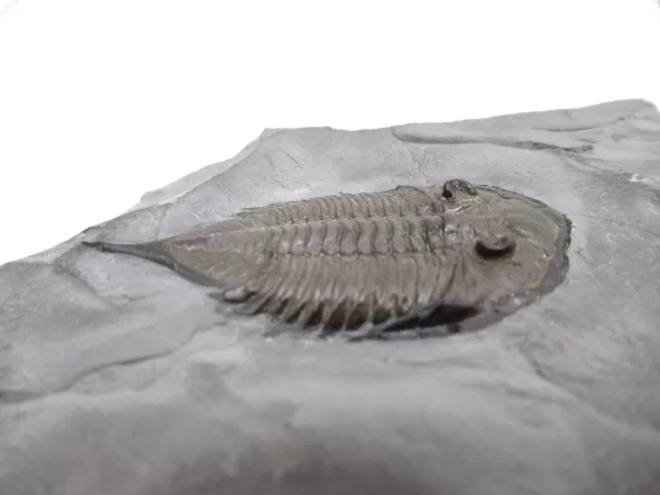 Genuine Silurian Age Dalmanites Trilobite Fossil for Sale from New York #1d