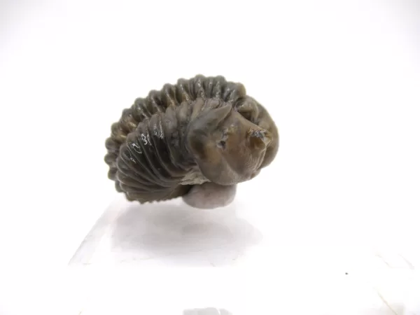 Genuine Silurian Age Waldron Shale Calymene Trilobite Fossil for Sale from Indiana #4c