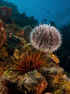 Florida Eupatagus Echinoid