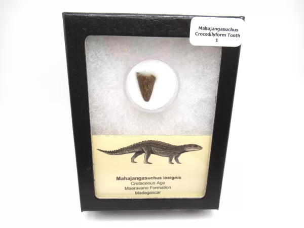 Genuine Cretaceous Age Mahajangasuchus Crocodilyform Tooth Box for Sale #1