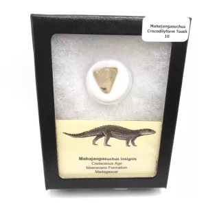 Genuine Cretaceous Age Mahajangasuchus Crocodilyform Tooth Box for Sale #10