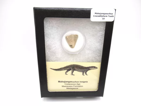 Genuine Cretaceous Age Mahajangasuchus Crocodilyform Tooth Box for Sale #10