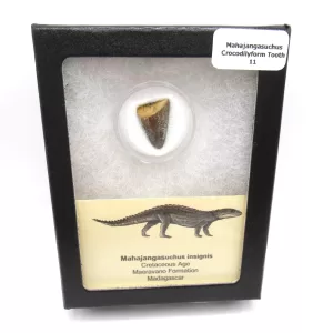 Genuine Cretaceous Age Mahajangasuchus Crocodilyform Tooth Box for Sale #11
