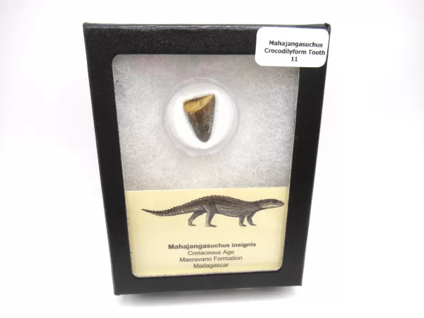 Genuine Cretaceous Age Mahajangasuchus Crocodilyform Tooth Box for Sale #11