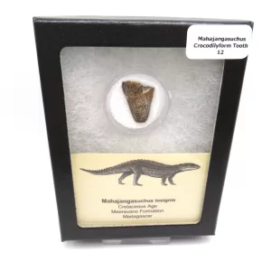 Genuine Cretaceous Age Mahajangasuchus Crocodilyform Tooth Box for Sale #12