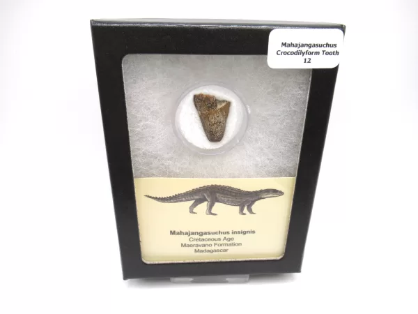 Genuine Cretaceous Age Mahajangasuchus Crocodilyform Tooth Box for Sale #12