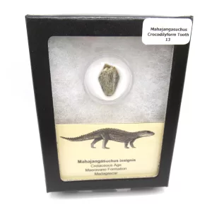 Genuine Cretaceous Age Mahajangasuchus Crocodilyform Tooth Box for Sale #13