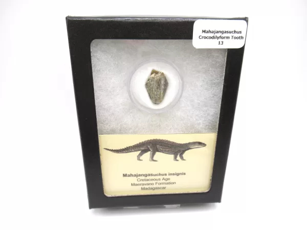 Genuine Cretaceous Age Mahajangasuchus Crocodilyform Tooth Box for Sale #13