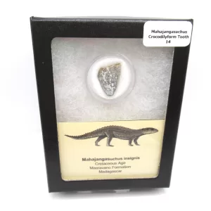 Genuine Cretaceous Age Mahajangasuchus Crocodilyform Tooth Box for Sale #14