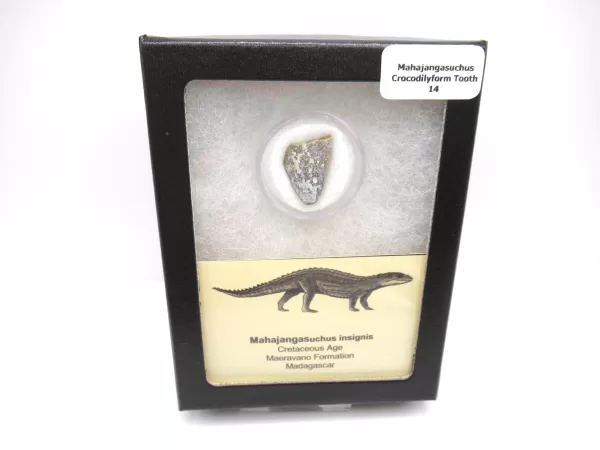 Genuine Cretaceous Age Mahajangasuchus Crocodilyform Tooth Box for Sale #14