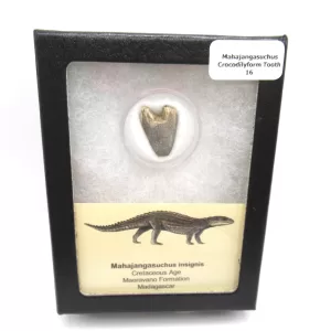 Genuine Cretaceous Age Mahajangasuchus Crocodilyform Tooth Box for Sale #16