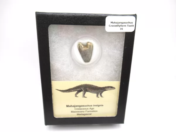 Genuine Cretaceous Age Mahajangasuchus Crocodilyform Tooth Box for Sale #16