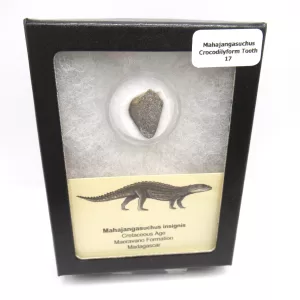 Genuine Cretaceous Age Mahajangasuchus Crocodilyform Tooth Box for Sale #17