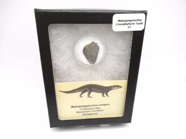 Genuine Cretaceous Age Mahajangasuchus Crocodilyform Tooth Box for Sale #17