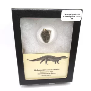 Genuine Cretaceous Age Mahajangasuchus Crocodilyform Tooth Box for Sale #18