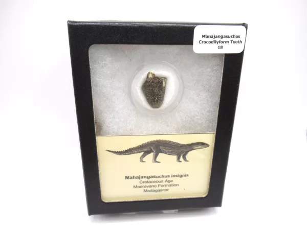 Genuine Cretaceous Age Mahajangasuchus Crocodilyform Tooth Box for Sale #18