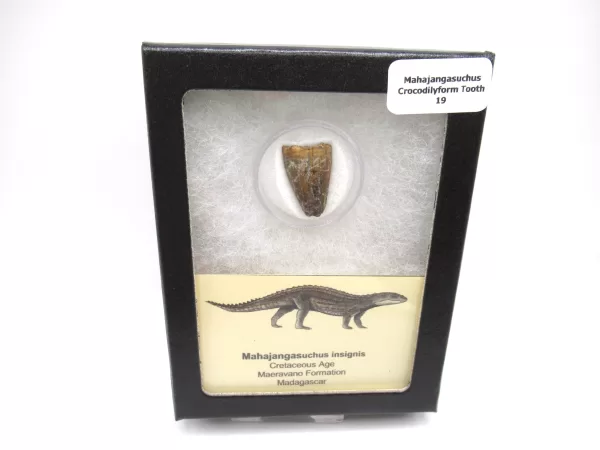 Genuine Cretaceous Age Mahajangasuchus Crocodilyform Tooth Box for Sale #19