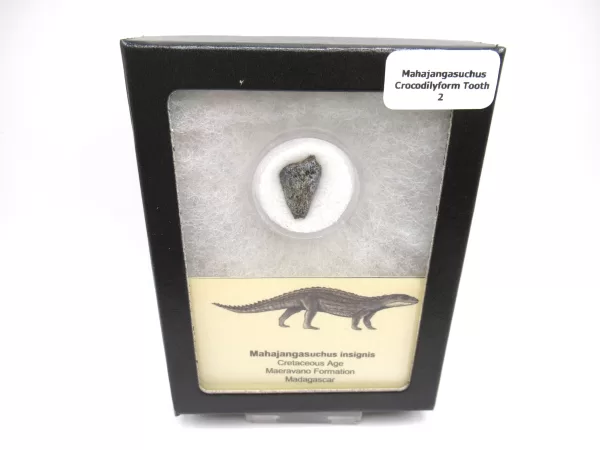 Genuine Cretaceous Age Mahajangasuchus Crocodilyform Tooth Box for Sale #2