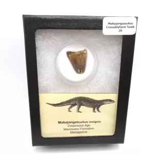 Genuine Cretaceous Age Mahajangasuchus Crocodilyform Tooth Box for Sale #20