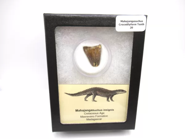 Genuine Cretaceous Age Mahajangasuchus Crocodilyform Tooth Box for Sale #20